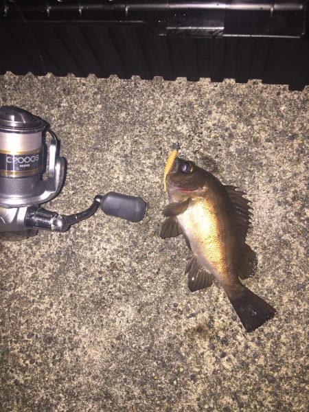 メバリング＆アジング